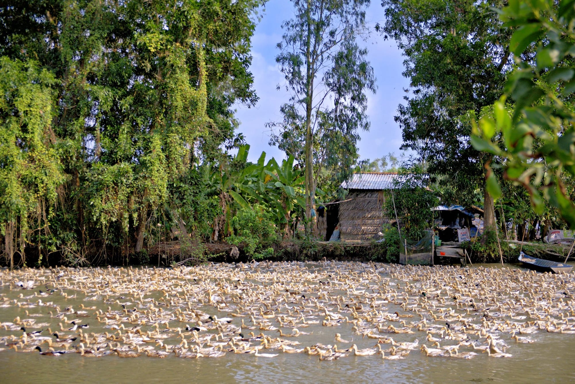 Hình bóng quê nhà